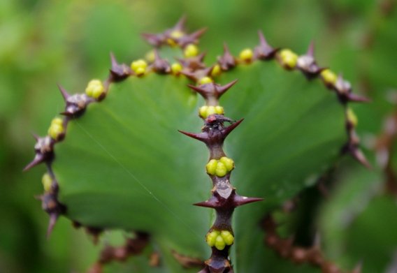 Euphorbia cooperi spines and buds