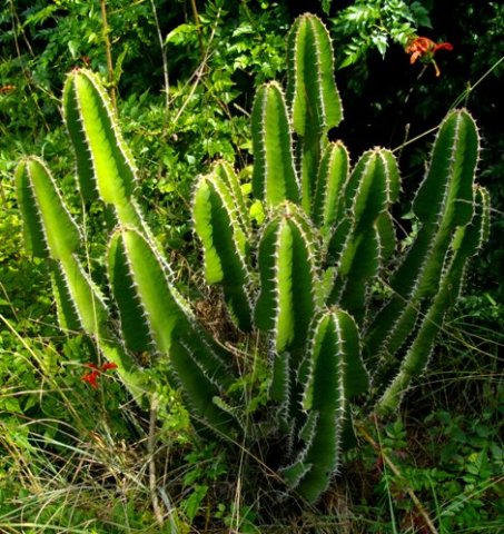 Euphorbia cooperi transplant
