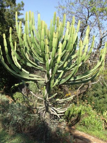 Euphorbia curvirama in the Walter Sisulu National Botanical Garden