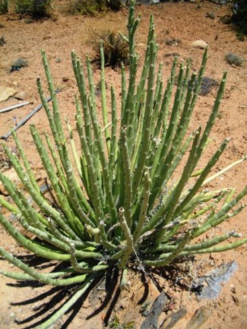 Euphorbia dregeana