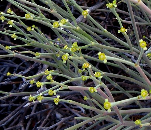 Euphorbia ephedroides stems and flowers