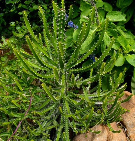 Euphorbia evansii