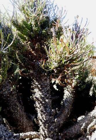 Euphorbia filiflora branched stems
