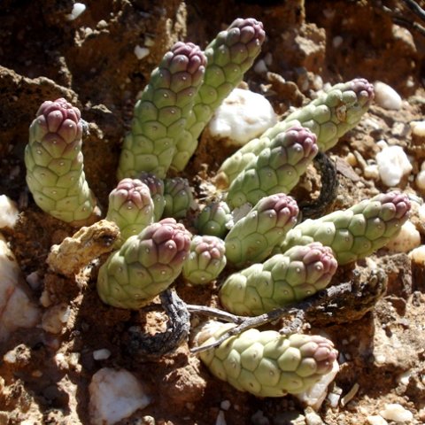 Euphorbia gamkensis young plant