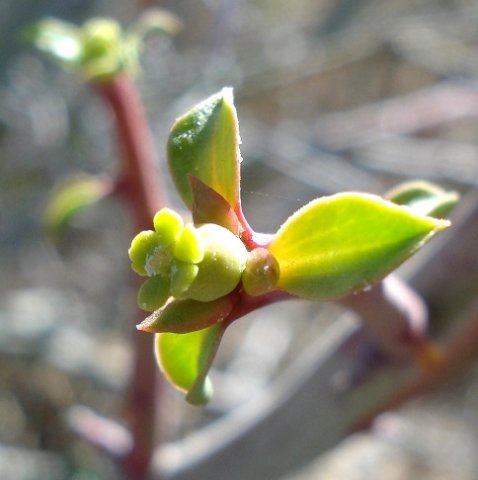 Euphorbia gariepina subsp. gariepina