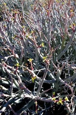 Euphorbia gariepina subsp. gariepina