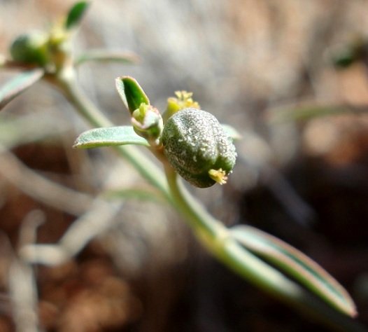 Euphorbia glanduligera
