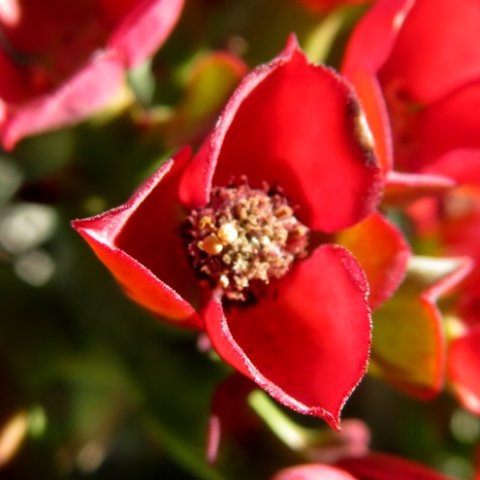 Euphorbia hamata red male cyathium