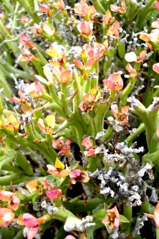 Euphorbia hamata flying the colours