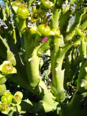 Euphorbia hamata