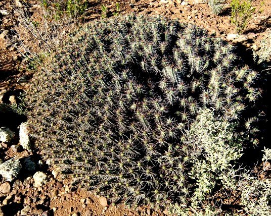 Euphorbia heptagona... guess my age