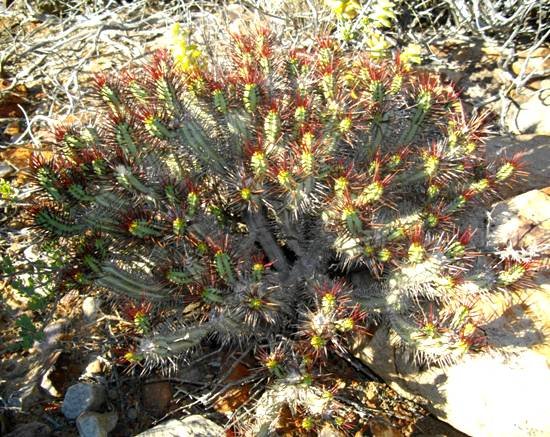 Euphorbia heptagona