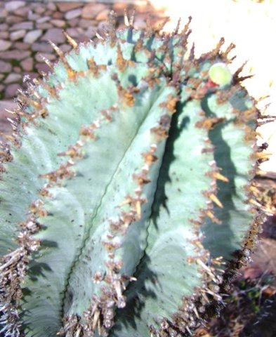 Euphorbia horrida solitary green fruit
