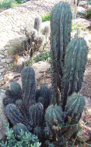 Euphorbia horrida in the Walter Sisulu National Botanical Garden