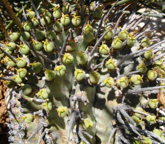 Euphorbia horrida showing fruit
