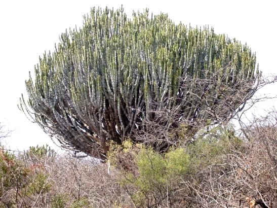 Euphorbia ingens
