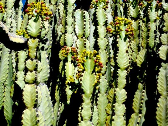 Euphorbia ingens