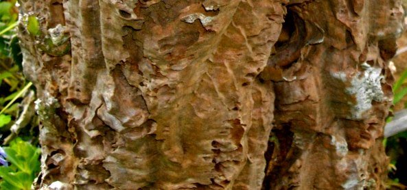 Euphorbia keithii old main stem