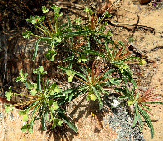 Euphorbia loricata