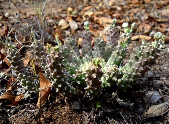 Euphorbia maleolens ring of fingers