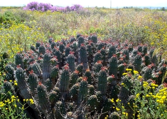 Euphorbia mammillaris
