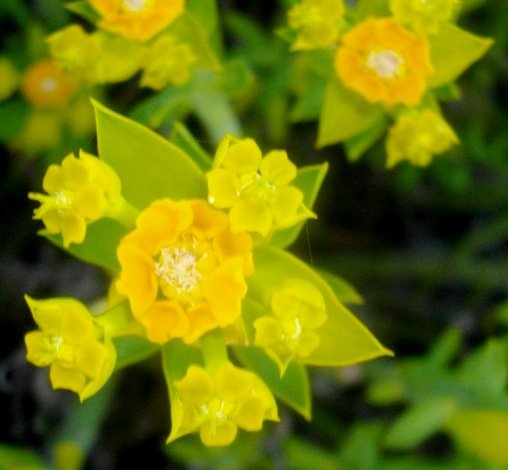 Euphorbia mauritanica flower