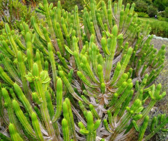 Euphorbia pentagona