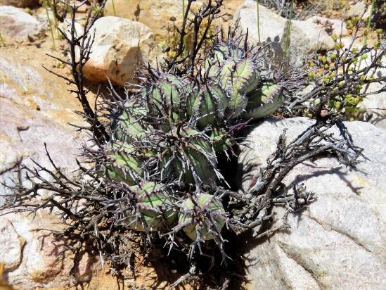 Euphorbia pillansii