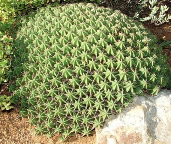 Euphorbia pulvinata