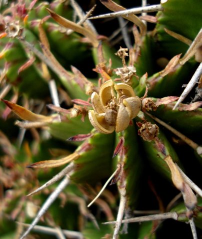 Euphorbia pulvinata opened capsule