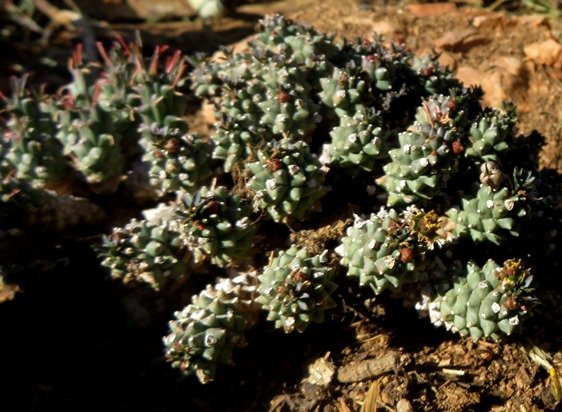 Euphorbia ramiglans now E. caput-medusae