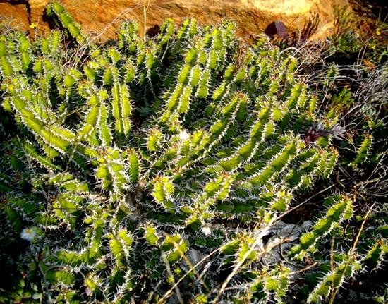 Euphorbia restricta