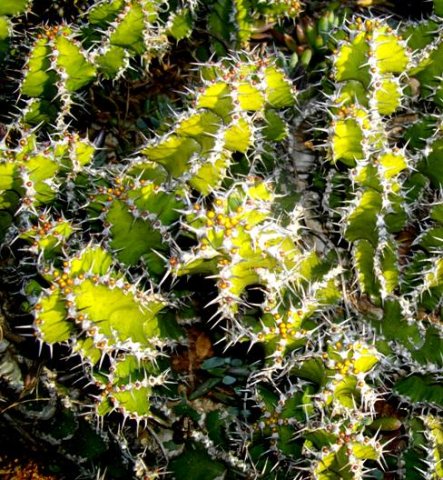 Euphorbia restricta