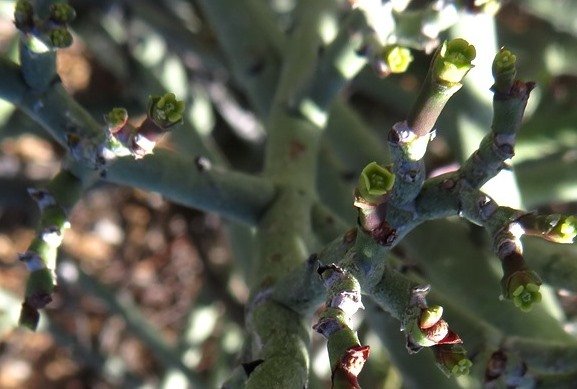 Euphorbia rhombifolia flowers