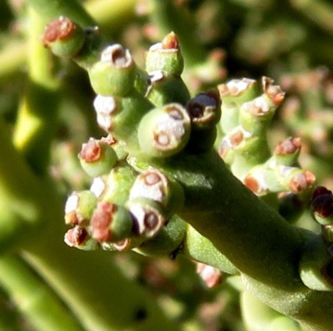 Euphorbia rhombifolia fruit