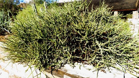 Euphorbia rhombifolia
