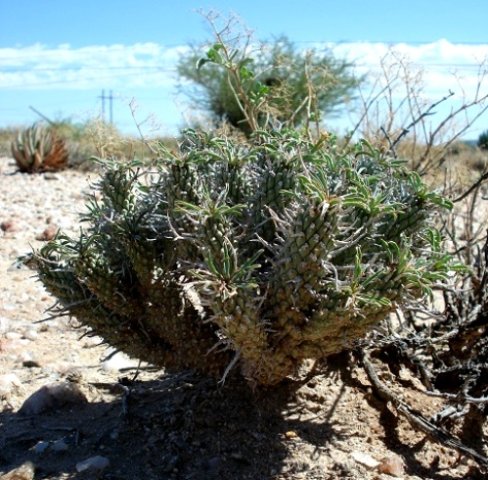 Euphorbia rudis