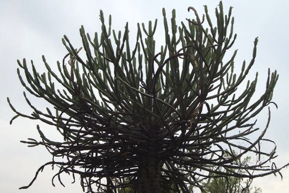 Euphorbia sekukuniensis not combed