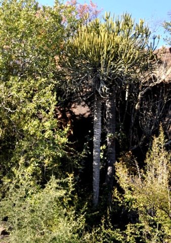 Euphorbia sekukuniensis growing tall