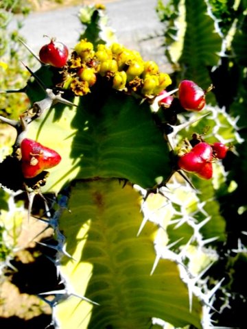 Euphorbia cooperi