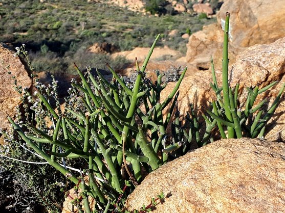 Euphorbia spinea