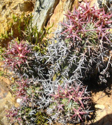Euphorbia stellispina young red spines