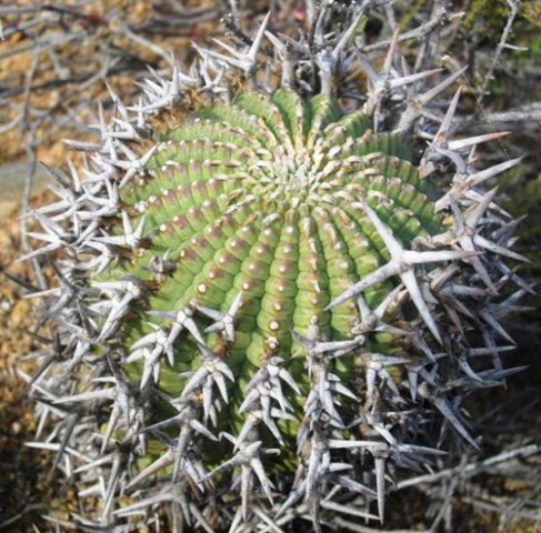 Euphorbia stellispina stem top
