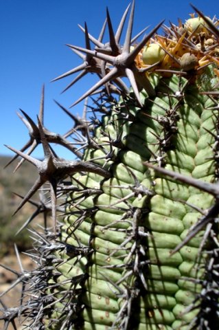 Euphorbia stellispina spines