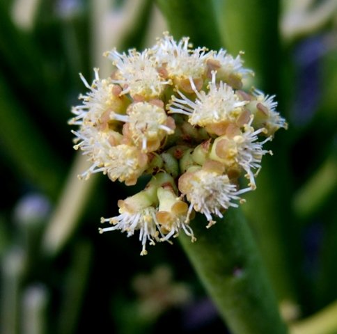 Euphorbia tirucalli pink and white cyathia