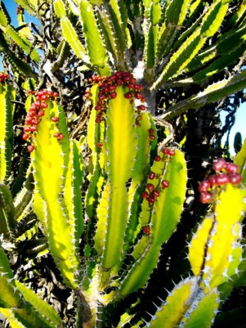 Euphorbia triangularis