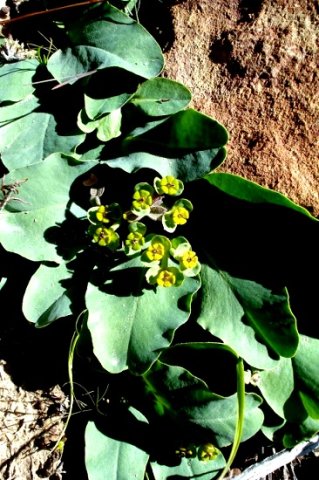 Euphorbia tuberosa cyathia