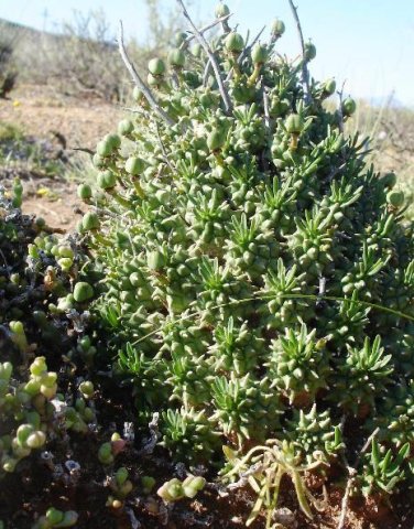 Euphorbia multiceps with some three-lobed green fruit