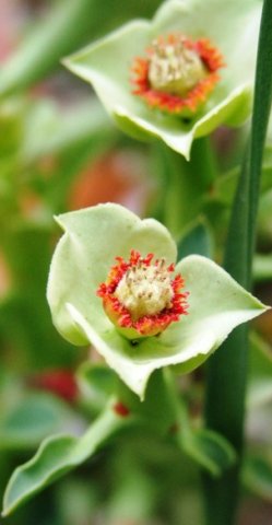 Euphorbia hamata near Komaggas