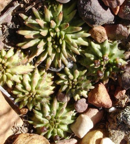 Euphorbia suzannae